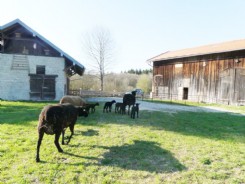 Juraschaf Nachwuchs